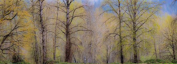 Gulin, Sylvia 아티스트의 USA-Washington State-Carnation early spring and trees just budding out작품입니다.
